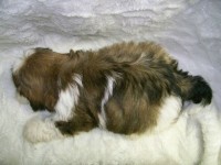 Filhotes de Shih-Tzu