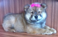 Filhote de Chow Chow Fêmea