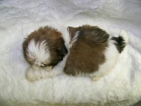 Filhotes de Shih-Tzu