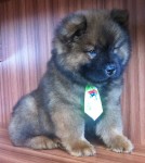 Filhote de Chow Chow Macho