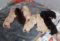 Filhotes de Labrador