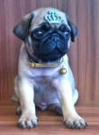 Filhote de Pug Macho