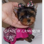 Canil D Lamorim – Yorkshire