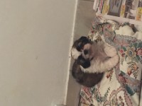 Filhote de Shih tzu
