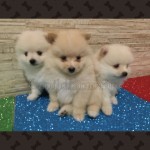 Lulu da pomerania