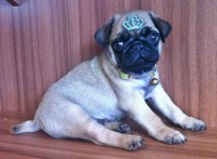 Filhote de Pug Macho