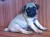 Filhote de Pug Macho - Imagem4