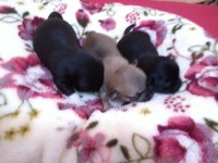 Chihuahua