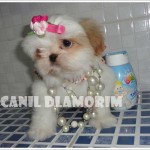 Canil Dlamorim – Shihtzu