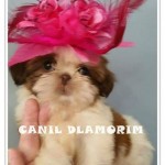 Canil d lamorim – Shihtzu