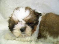 Filhotes de Shih-Tzu