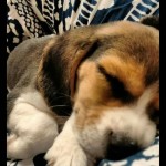 Vendo filhote de beagle tricolor – urgente