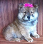Filhote de Chow Chow Fêmea