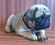 Filhote de Pug Macho