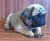 Filhote de Pug Macho - Imagem1