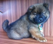 Filhote de Chow Chow Macho