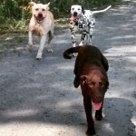 Filhotes de Labrador