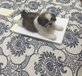 Filhote de Shih tzu