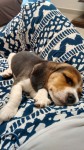 Vendo filhote de beagle tricolor – urgente