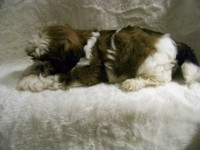 Filhotes de Shih-Tzu