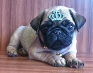 Filhote de Pug Macho