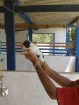 Venda de buldogue frances