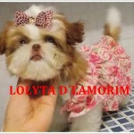 Canil Dlamorim – Shihtzu