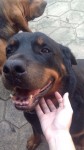 Lindos filhotes de rottweiler