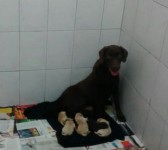 Filhotes de Labrador