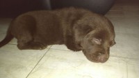 Labrador Macho