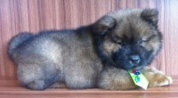 Filhote de Chow Chow Macho