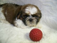 Filhotes de Shih-Tzu