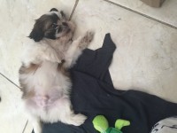 Filhote de Shih tzu