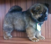 Filhote de Chow Chow Macho