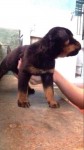 Lindos filhotes de rottweiler