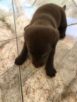 Labrador Macho
