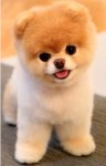 Quero adotar um cão