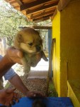 Vendo filhote de sptiz alemão