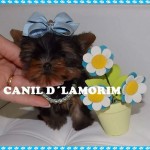Canil Dlamorim – Yorkshire