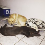 Filhotes de Labrador