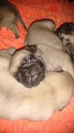 Vende-se pug