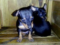 Vendo filhotes de Pinscher