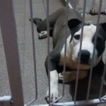 Vendo ( ou troco) um filhote de american sttafordshire terrier