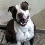 Filhotes de Pitbull