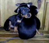 Vendo filhotes de Pinscher