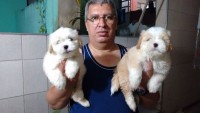 Lhasa apso