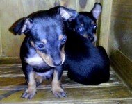 Vendo filhotes de Pinscher