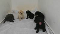 Labrador – brincalhões e inteligentes
