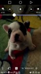 Filhotes de Buldogue Francês