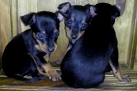 Vendo filhotes de Pinscher